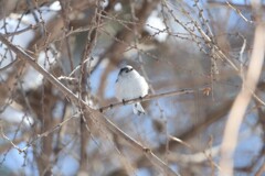 ホワイトアイドル