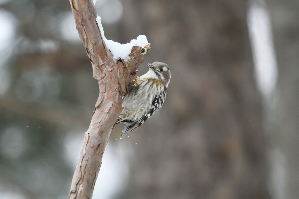 食後のデザート