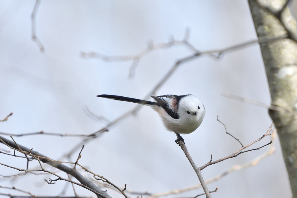 チャーミーエンゼル