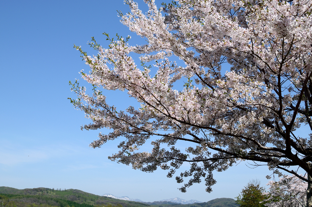 桜だより