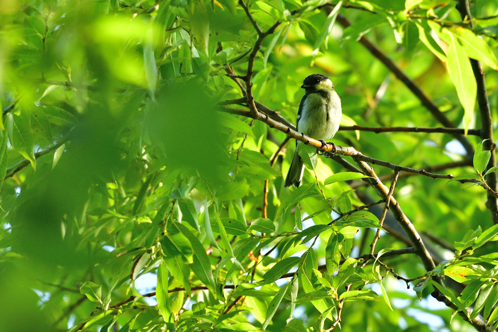 シンプルライフ