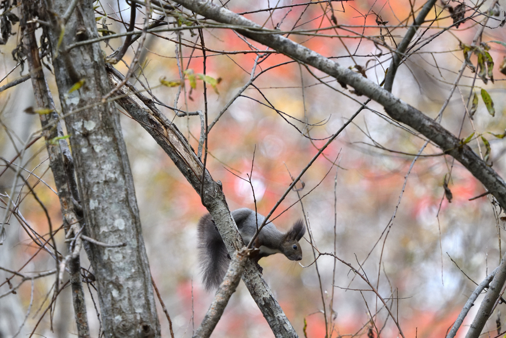晩秋アスリート