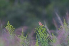 昼下がりの憂鬱