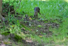 せいては事をし損じる