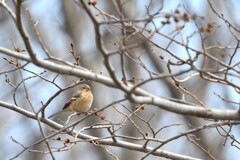 春の訪問者