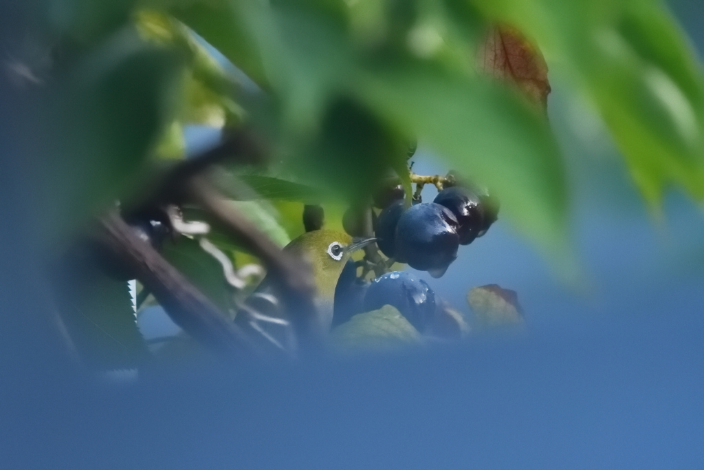 黒葡萄で朝食を