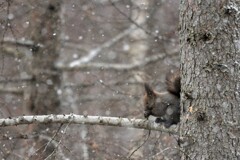 にわか雪