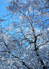 雪花