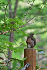 ストレスフリー