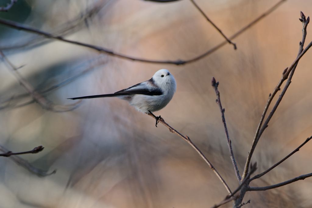 ぶりっ子エンジェル