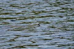 １００ｍ自由形