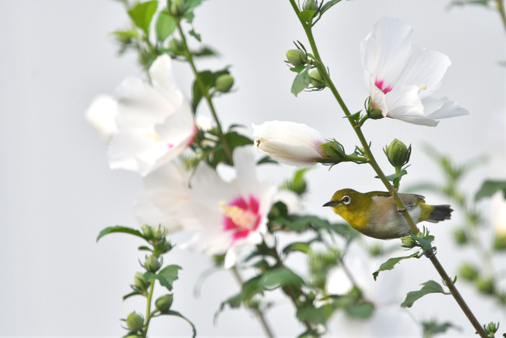 花カフェ