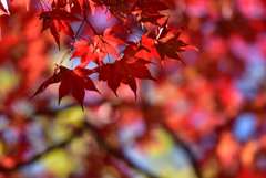 red & red