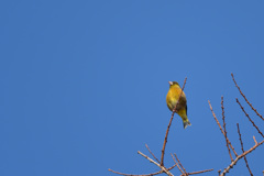 春の宅急便