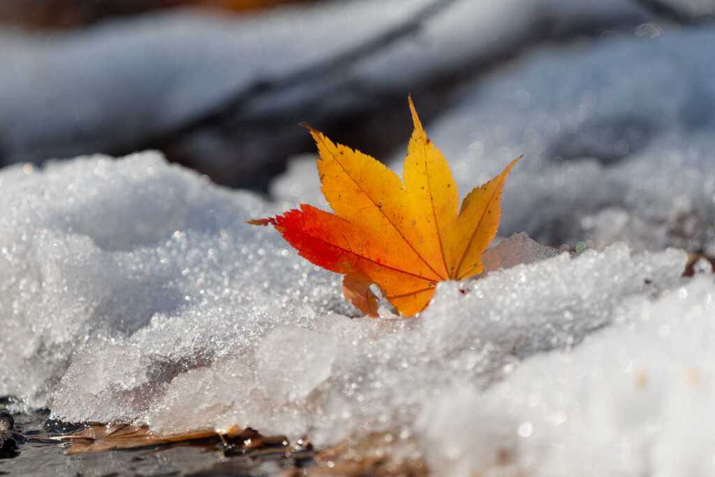 アイス紅葉