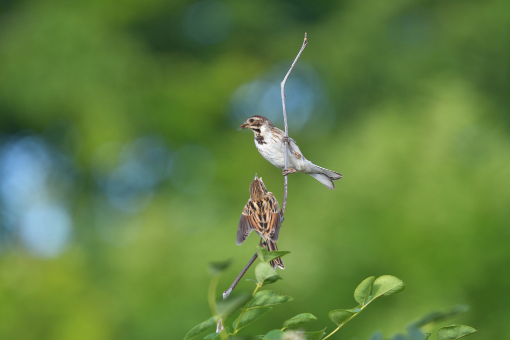 もうすぐ朝ご飯