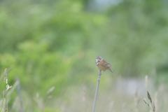 霧にむせぶ昼