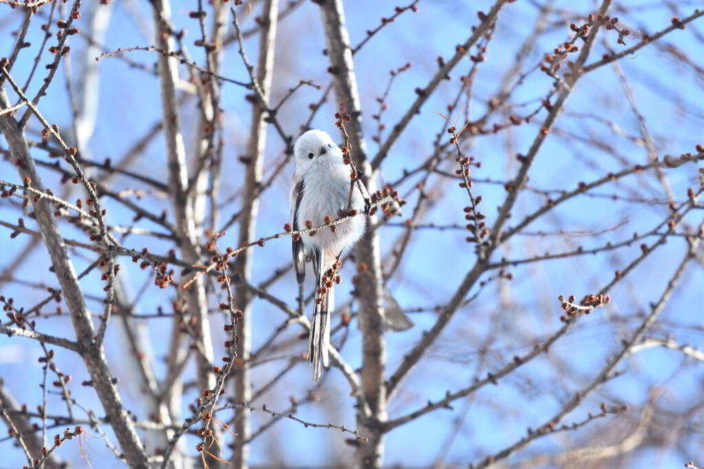 キューティーエンジェル