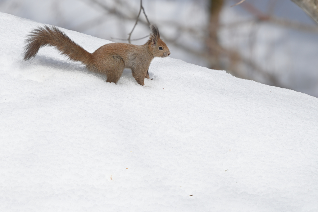 ざらめ雪