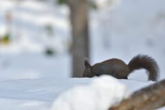 スノーステージ