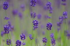 夏の薫り