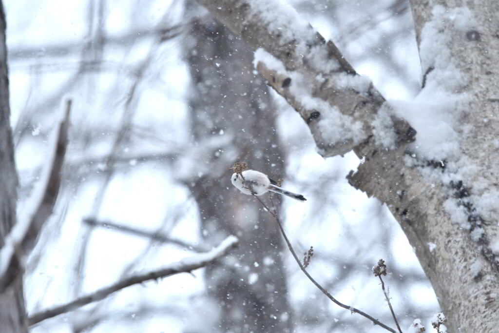 ホワイトワールド