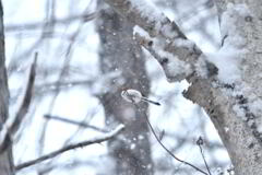 ホワイトワールド