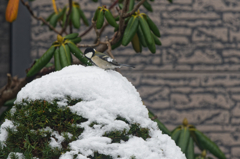 かき氷始めました
