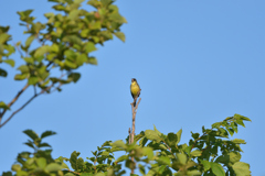 初夏の歌