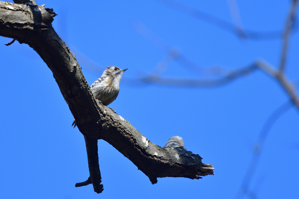 森はスカイブルー