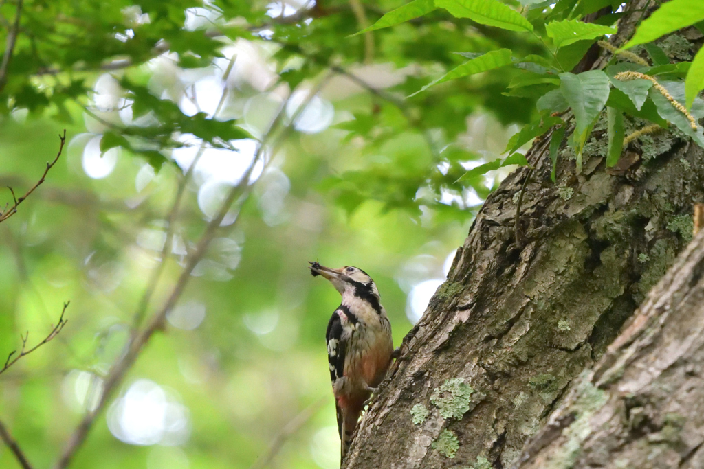ワーキングママ