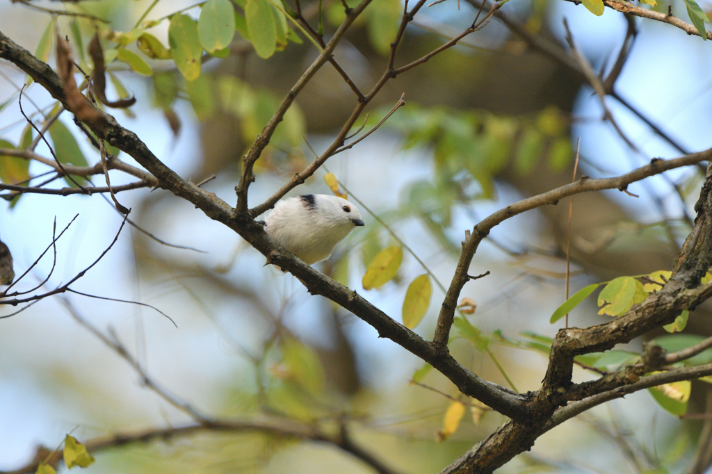 素敵なアイドル