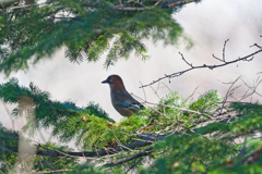 ぽつんとカケス