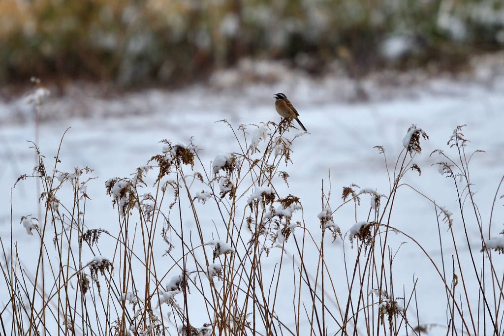 名残の雪 By キツツキ Id 写真共有サイト Photohito