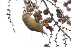 春の食卓