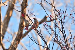 隣の芝生は