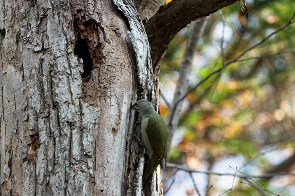 マダムグリーン