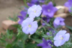 ステイホームフォト