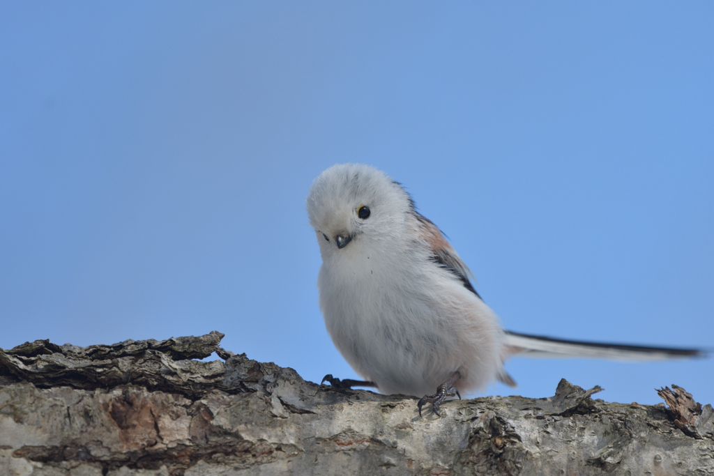 ホワイトクイーン