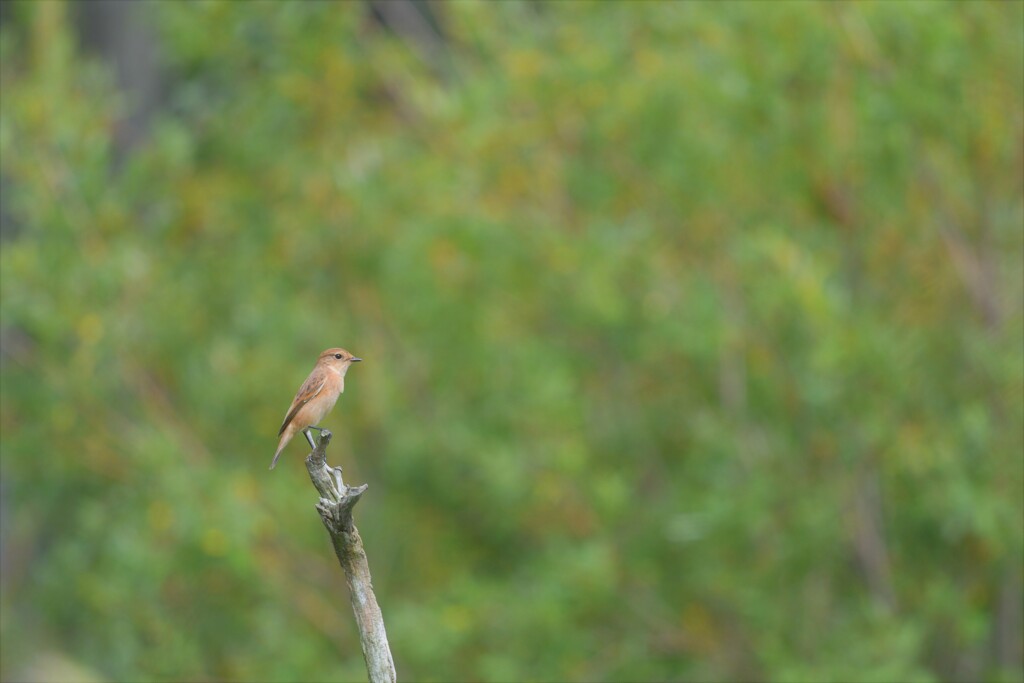 静かな昼下がり