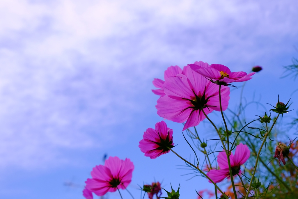 風と秋桜