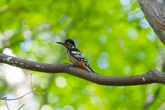 マダムオオアカ