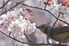鳥違い