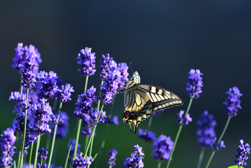 ラベンダーで夕食を