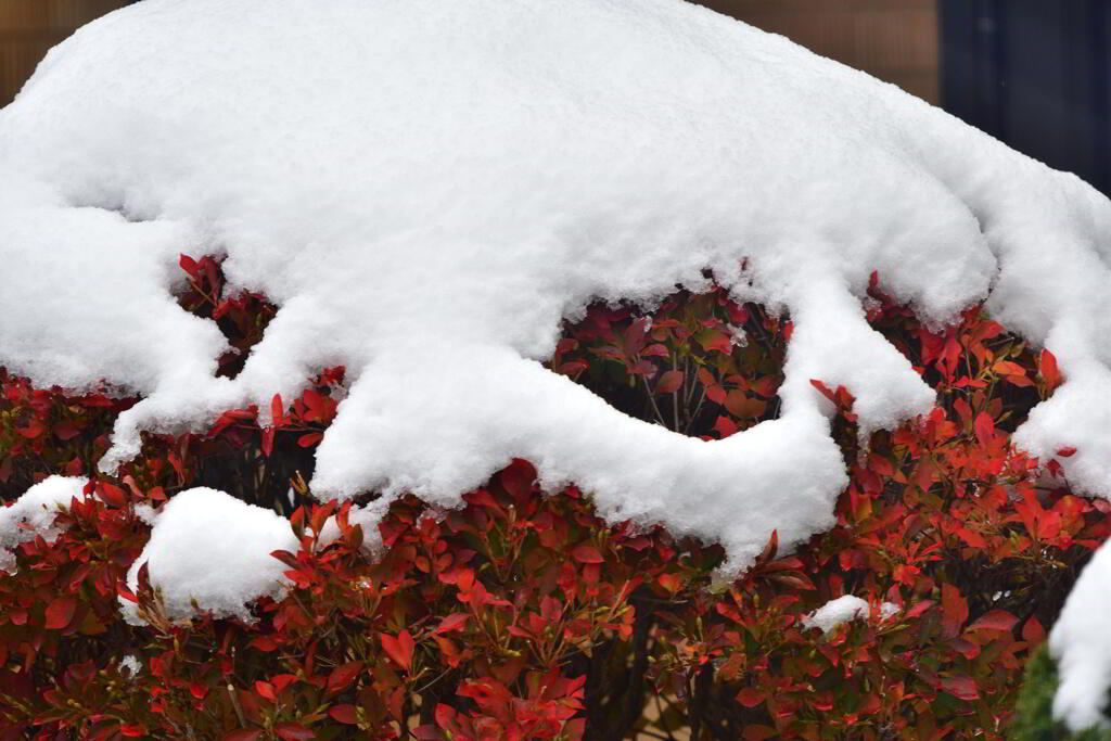 雪紅葉