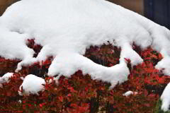 雪紅葉
