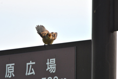 めし～～～