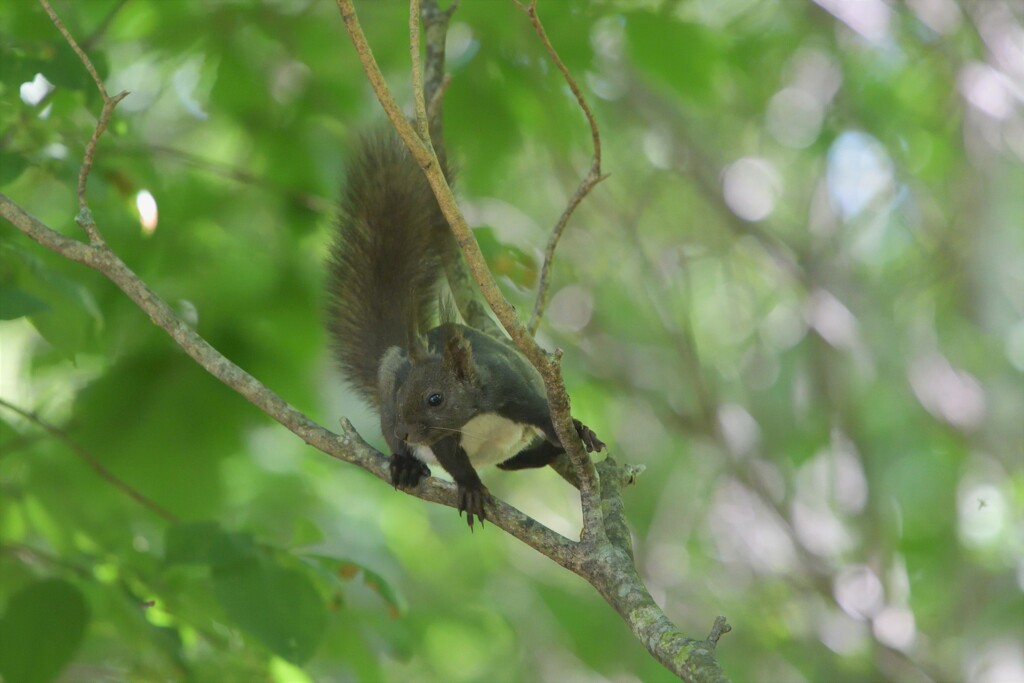 オーバーアクション