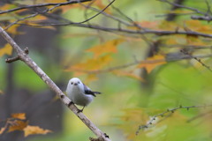 天使はタレ目