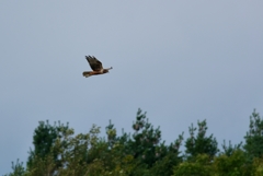 とりあえず偵察